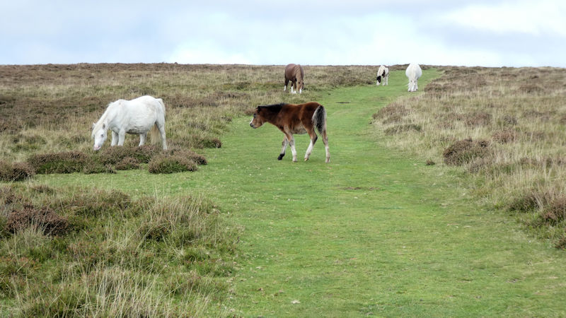 wildlife